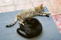 Two domestic cats sleeping on the carpet Royalty Free Stock Photo