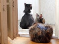 Two Domestic Cats Walking on Balcony