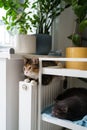 Two domestic cats warming up and relaxing near heating radiator battery during cold winter months