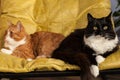 Two domestic cats in a yellow chair are turned away from each other. Animal characters and relationships. Conflict situation in a Royalty Free Stock Photo