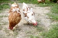 Two domestic chickens eating wheat grains and grass