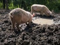 Two domestic dirty hogs and sows dig mud with their snouts around mud pit with bilge, mud and murky water in pig pen during hot Royalty Free Stock Photo