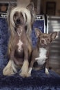 Two domestic dogs sit on a chair. Small brown chihuahua and Chinese crested with long hair