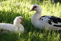 Two domestic ducks seated in green grass in sunny summer day. Royalty Free Stock Photo