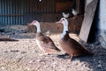 Two domestic ducks stand in a rustic barn Royalty Free Stock Photo