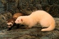 Two Domestic Ferret Mustela putorius furo playing Royalty Free Stock Photo