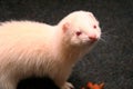 Two Domestic Ferret Mustela putorius furo playing