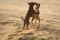 Two domestic friend dogs playing in sand on summer day