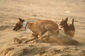 Two domestic friend dogs playing in sand on summer day