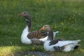 Two domestic geese resting on the grass Royalty Free Stock Photo