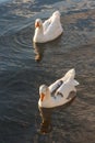 Two domestic geese on river Royalty Free Stock Photo