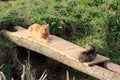 Two domestic grey and light brown cats calmly resting on small improvised wooden bridge surrounded with uncut grass