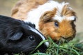 Two domestic guinea pigs Cavia porcellus, also known as cavy, eating green grass.