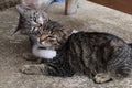 Two domestic kitten, one gray with tiger pattern and the other, younger, white to gray coloured, playing together.