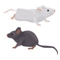 Two domestic rats of different colors are isolated on a white background. pets: rodents. mouse. gray and white rats.