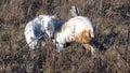 Two domestic white goats graze on dry spring pampas grass. The white goat with the bell itches.