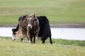 Two domestic yaks grazing in the steppes of Mongolia