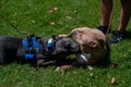 Two domesticated dogs contentedly laying together on lush, green grass.