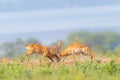 Two male Ugandan Kob Kobus kob thomasi fighting, Murchison Falls National Park, Uganda.