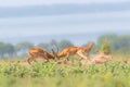 Two male Ugandan Kob Kobus kob thomasi fighting, Murchison Falls National Park, Uganda.