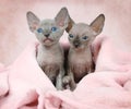 Two Don Sphinx kitties in a bed Royalty Free Stock Photo
