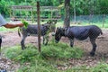 Two donkey eat grass behind fence Royalty Free Stock Photo