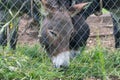 Two donkey eat grass behind fence Royalty Free Stock Photo