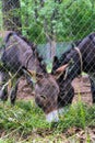 Two donkey eat grass behind fence Royalty Free Stock Photo