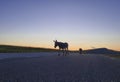 Two Donkey Farm Animal walks on road in the mountains.