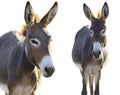 Two Donkey Royalty Free Stock Photo