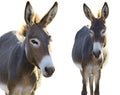 Two Donkey