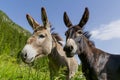 Two donkeys best friends. Royalty Free Stock Photo