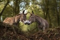 two donkeys braying at one another in the wild