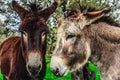 Two donkeys in the countryside in springtime Royalty Free Stock Photo