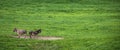 Two donkeys not talking to each other Royalty Free Stock Photo