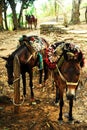 two donkeys with different blankets tied to them while walking down a dirt road Royalty Free Stock Photo