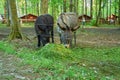 Two donkeys eat grass in a paddock with an electric fence