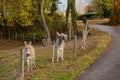 Two donkeys on the farm behind the fence Royalty Free Stock Photo