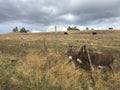 Two donkeys in farm field behind fence