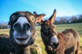 Two Donkeys at the farm one before another close up Royalty Free Stock Photo