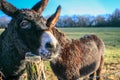 Two Donkeys at the farm one before another close up