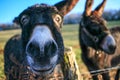 Two Donkeys at the farm one before another close up Royalty Free Stock Photo