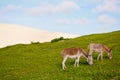 Two donkeys feeding on green grass