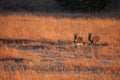 Two donkeys in a field Royalty Free Stock Photo