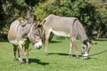 Two Donkeys Grazing on Grass