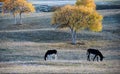 Two donkeys grazing under a birch tree on the prairie