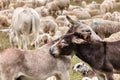 Two donkeys having cuddle on a meadow