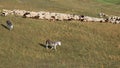 two donkeys and a large flock of sheep and goats grazing Royalty Free Stock Photo