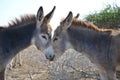 Two Donkeys in Love in Aruba Royalty Free Stock Photo