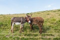 Two donkeys on a meadow, juxtaposed, bizarre framing, interesting idea Royalty Free Stock Photo